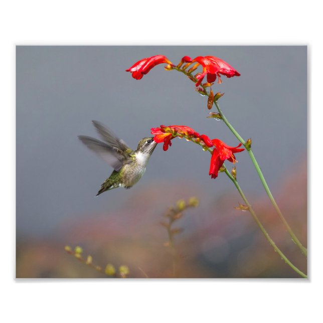 Impression Photo Nourriture De Colibri À Crocosmia (Devant)