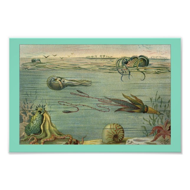 Impression Photo Nourriture marine Vintage Octopus 1904 Imprimer (Devant)