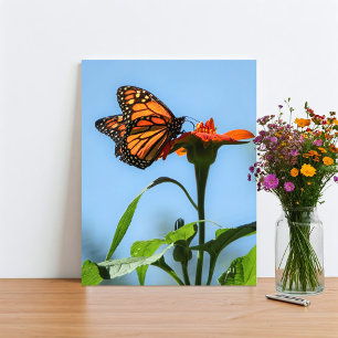 Impression Photo Nourriture Monarque Papillon sur Fleur Orange