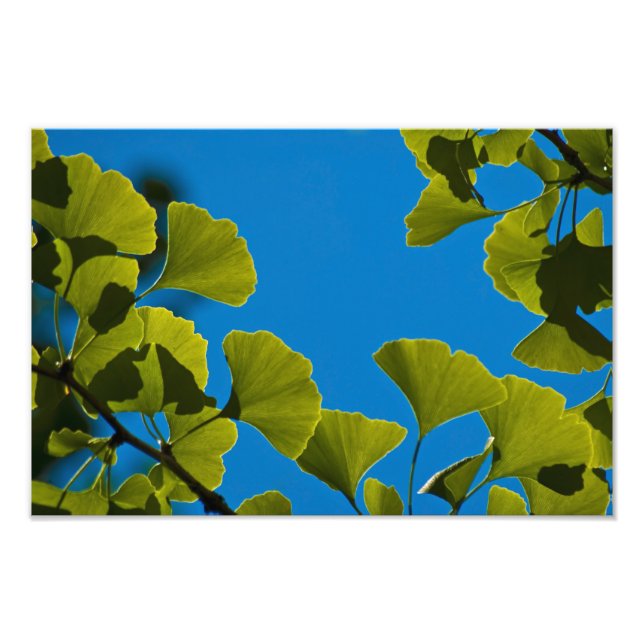 Impression Photo Nouvelle Croissance. (Devant)