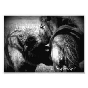 Impression Photo Nursing Filly