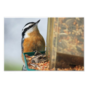 Impression Photo Nuthatch à poitrine rouge