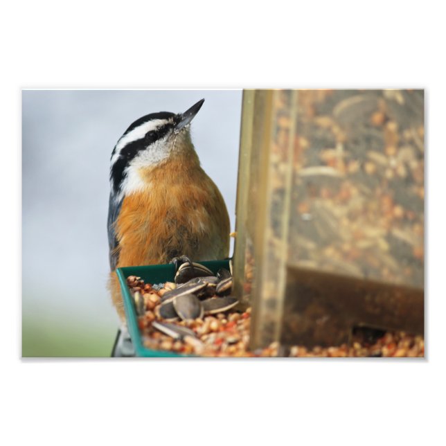 Impression Photo Nuthatch à poitrine rouge (Devant)