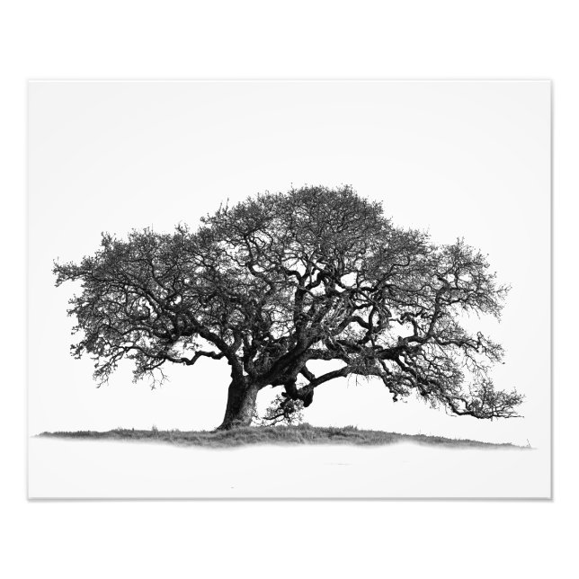 IMPRESSION PHOTO OAK TREE (Devant)