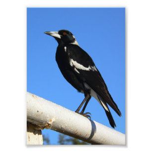 Impression Photo Observation de l'oiseau Magpie Australien époustou