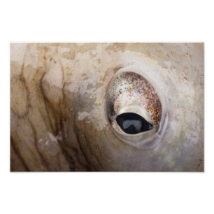Impression Photo OEil octopique