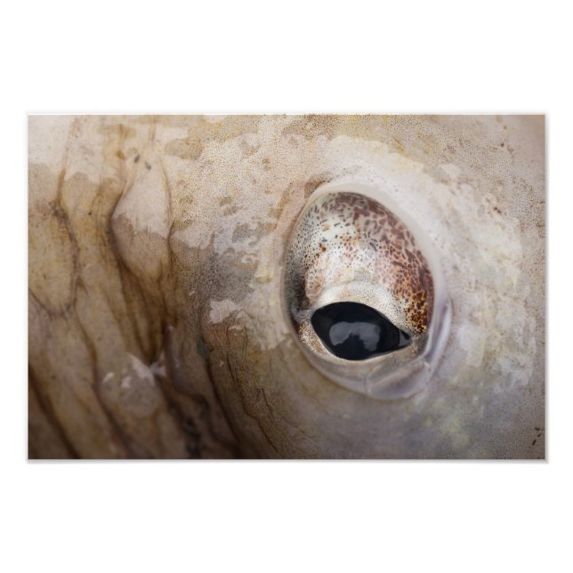 Impression Photo OEil octopique (Devant)