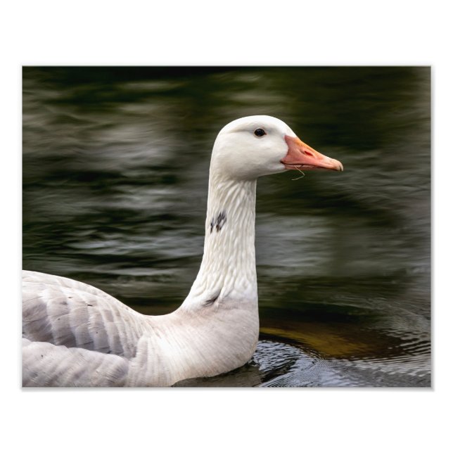 Impression Photo Oie canadienne leuciste (Devant)