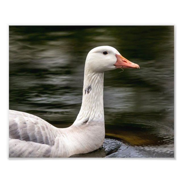 Impression Photo Oie canadienne leuciste (Devant)