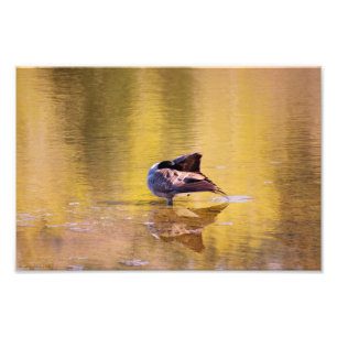 Impression Photo Oie d'or