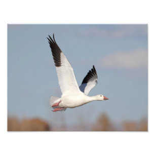 Impression Photo Oie haut dans le ciel