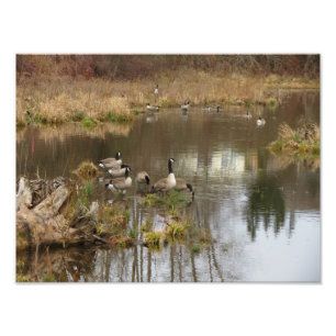 Impression Photo Oies canadiennes