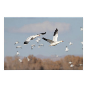 Impression Photo Oies dans le ciel bosniaque