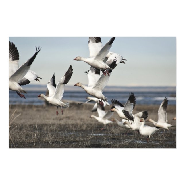 Impression Photo Oies des neiges volantes (Devant)