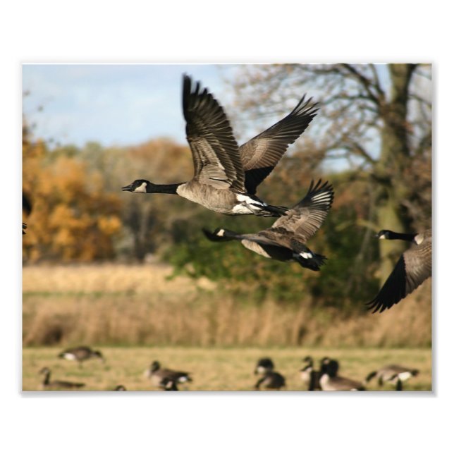 Impression Photo Oies en vol d'automne (Devant)
