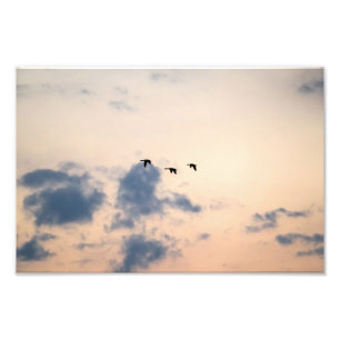 Impression Photo Oies et coucher de soleil doux