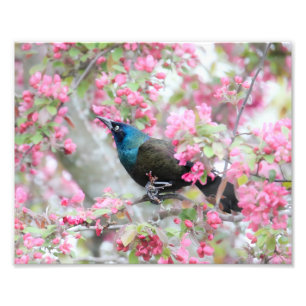 Impression Photo Oiseau commun de charrue dans l'arbre de pomme du 