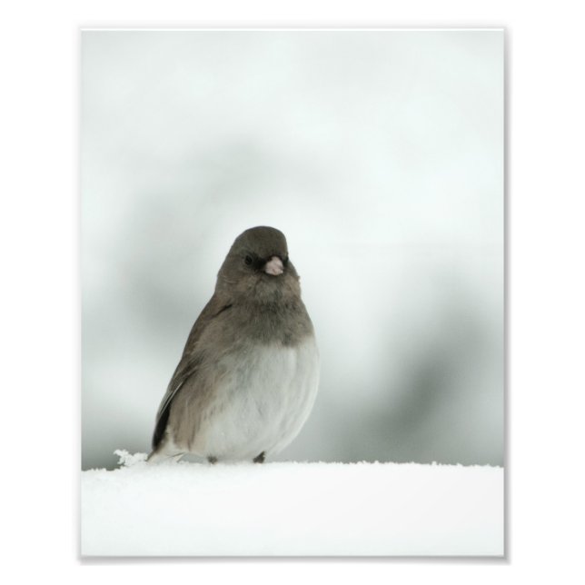 Impression Photo Oiseau d'hiver (Devant)