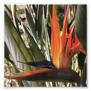 Impression Photo Oiseau du Paradis Strelitzia Reginae Acrylique Pai