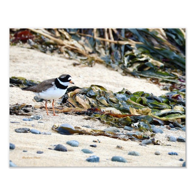 Impression Photo Oiseau islandais : Pluvier siffleur (Devant)