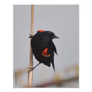 Impression Photo Oiseau noir à ailes rouges mâle 11X14
