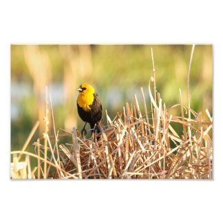 Impression Photo Oiseau-noir à tête jaune
