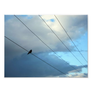 Impression Photo Oiseau sur fil