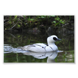 Impression Photo Oiseaux aquatiques noirs et blancs de canard de