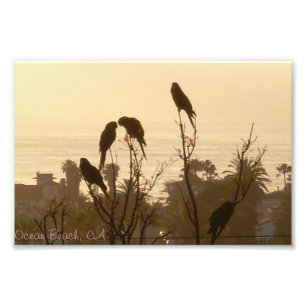 Impression Photo Oiseaux au paradis