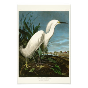 Impression Photo Oiseaux blancs d'Audubon de héron de héron de