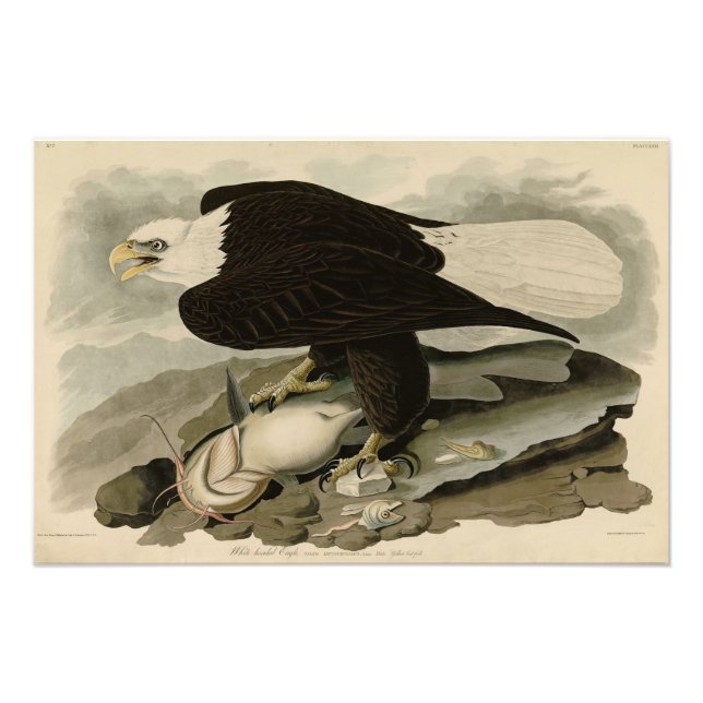 Impression Photo Oiseaux d'Amérique à tête blanche (aigle à tête bl (Devant)