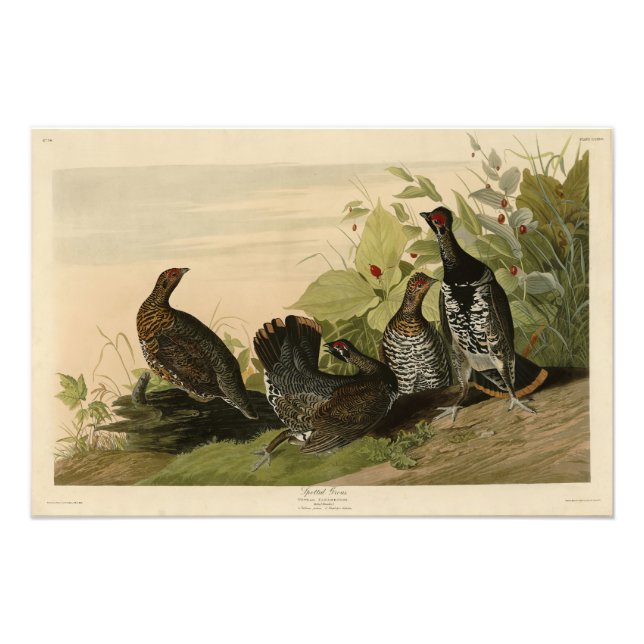 Impression Photo Oiseaux d'Amérique du Grouse Audubon tacheté (épin (Devant)