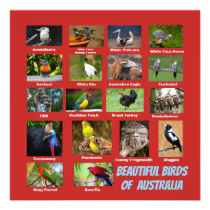 Impression Photo Oiseaux d'Australie