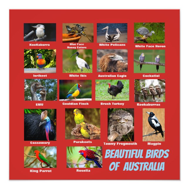 Impression Photo Oiseaux d'Australie (Devant)