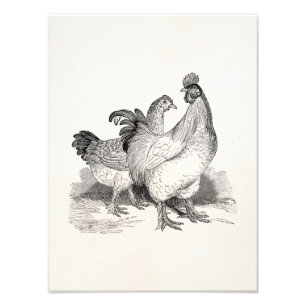 Impression Photo Oiseaux de Cochin de coq de poulet personnalisés