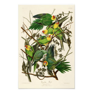 Impression Photo Oiseaux de John Audubon de perroquet de la