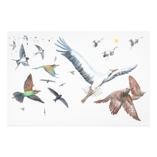 Impression Photo Oiseaux migrateurs traçant leurs vols Illustration