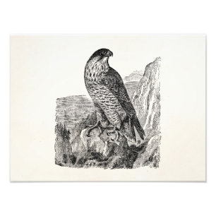 Impression Photo Oiseaux personnalisés vintages de faucon pérégr