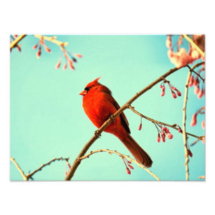 Impression Photo Oiseaux rouges et fleurs de cerisiers