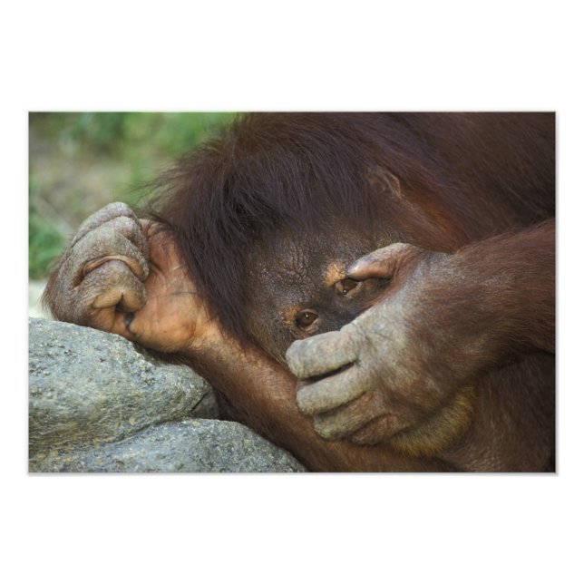 Impression Photo Orang-outan de Sumatra, Pongo pygmaeus (Devant)