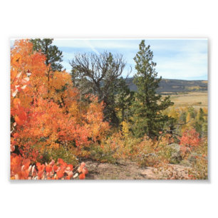 Impression Photo Orange Colorado Aspen