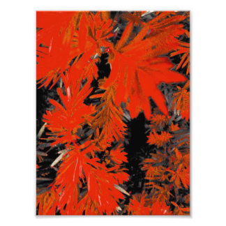 IMPRESSION PHOTO ORANGE DEED