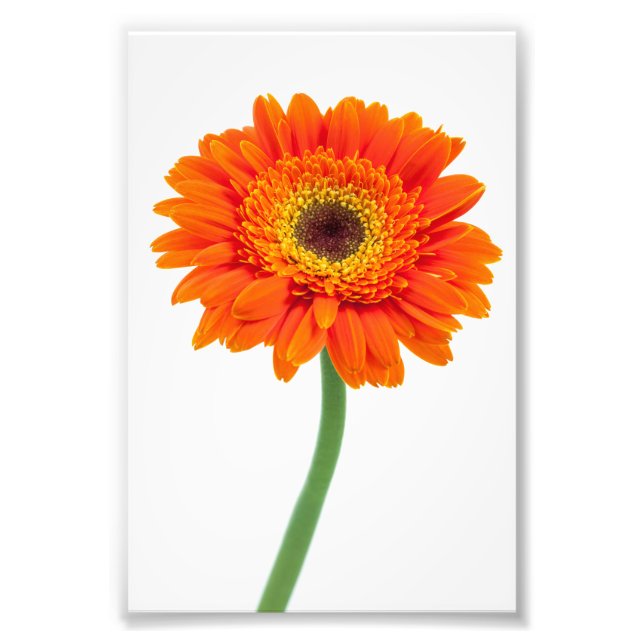 Impression Photo Orange Gerbera Daisy Flower (Devant)