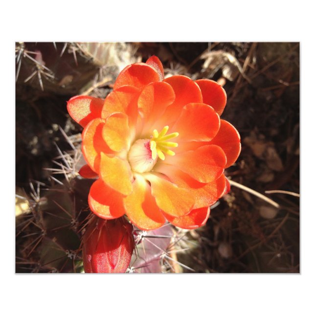 Impression photo Orange Hedgehog Cactus (Devant)