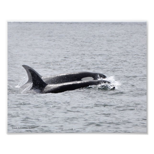 Impression Photo Orca Duo ! (Devant)