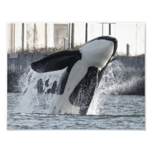 Impression Photo Orca Thor T046E Guemes Chanel