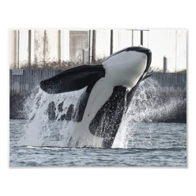 Impression Photo Orca Thor T046E Guemes Chanel (Devant)
