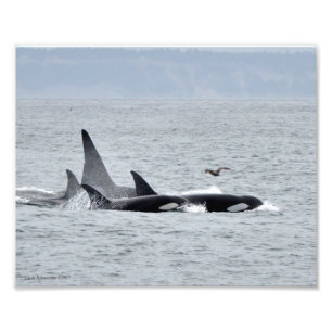 Impression Photo Orca Whales !