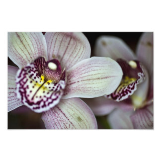 Impression Photo Orchid de Purple et White