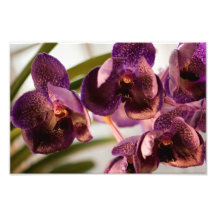 Orchid Vanda Pure's Wax Flower Group